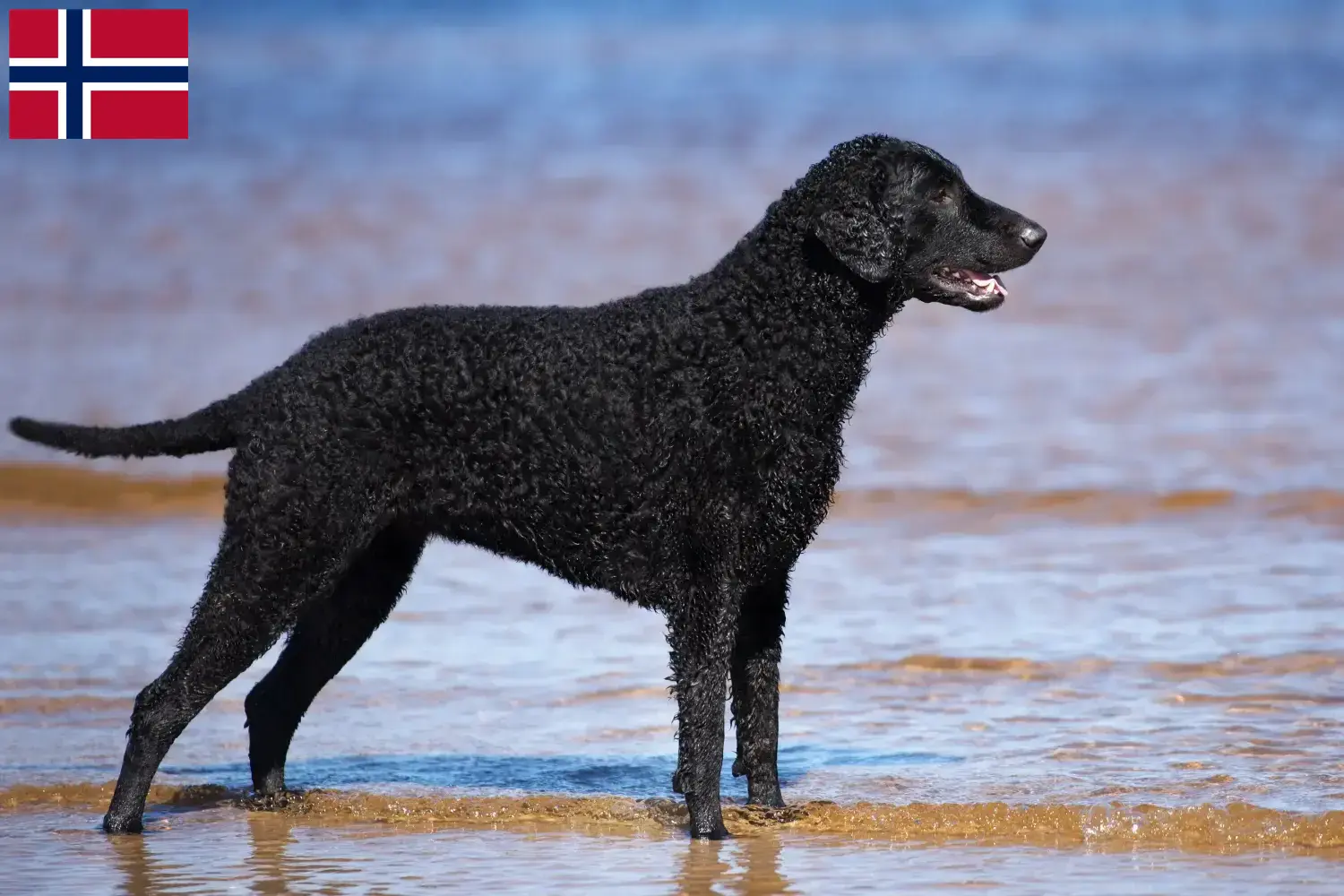 Read more about the article Hodowcy i szczenięta Curly Coated Retriever w Norwegia