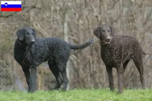 Read more about the article Hodowcy i szczenięta Curly Coated Retriever w Słowenia