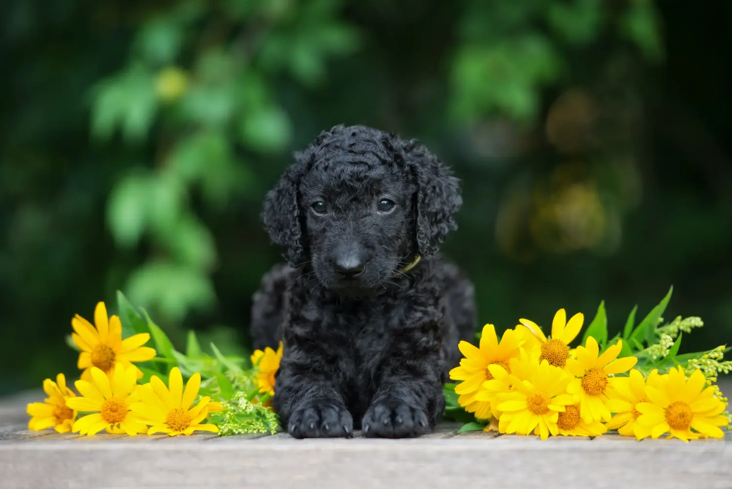 Zakup szczeniaka rasy Curly Coated Retriever oznacza wzięcie na siebie odpowiedzialności! Kup szczenięta rasy Retriever kędzierzawy.