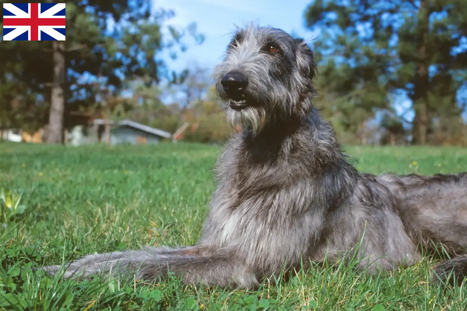 Deerhound szczenięta i hodowcy Wielka Brytania Tutaj znajdziesz hodowców rasy Deerhoundy w Wielka Brytania.