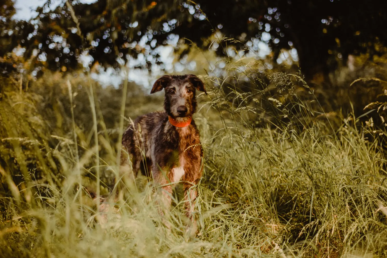 Kupno szczeniaka rasy Deerhound oznacza wzięcie na siebie odpowiedzialności! Kup szczenięta rasy Deerhound.