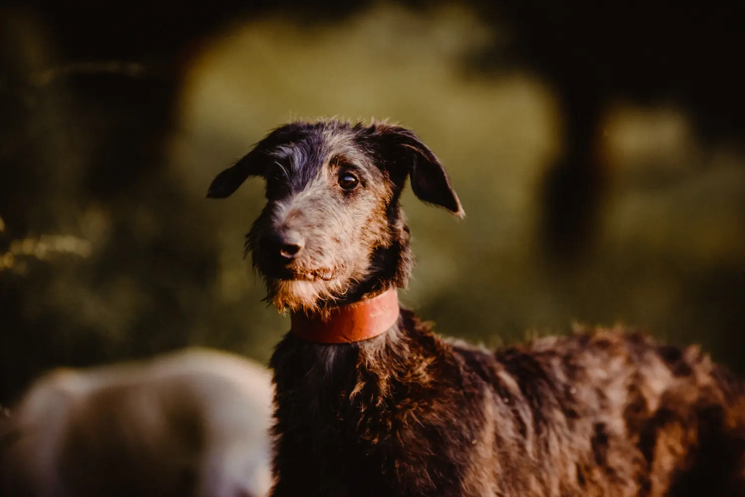 Kupno szczeniaka rasy Deerhound oznacza wzięcie na siebie odpowiedzialności! Kup szczenięta rasy Deerhound.