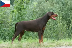 Read more about the article Hodowcy i szczenięta dobermanów w Czechy