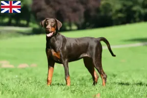 Read more about the article Hodowcy i szczenięta Doberman w Wielka Brytania