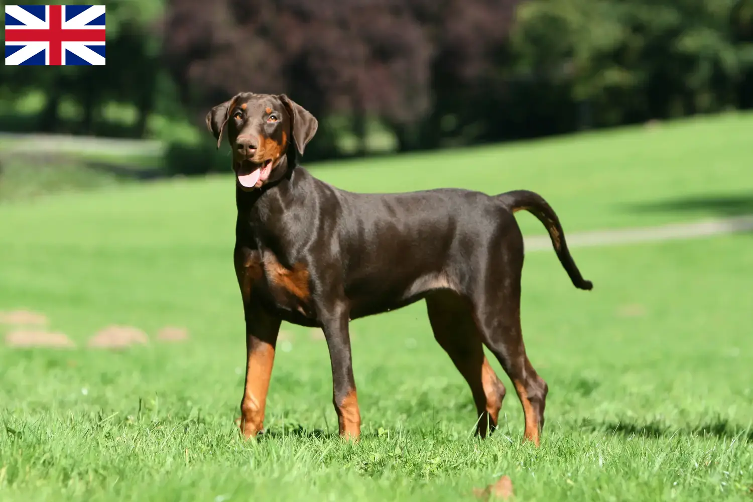 Read more about the article Hodowcy i szczenięta Doberman w Wielka Brytania