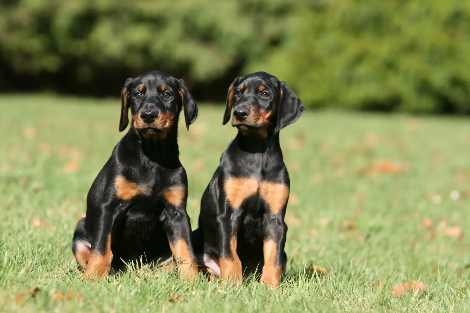 Kupno szczeniaka dobermana oznacza wzięcie na siebie odpowiedzialności! Kup szczenięta dobermana.