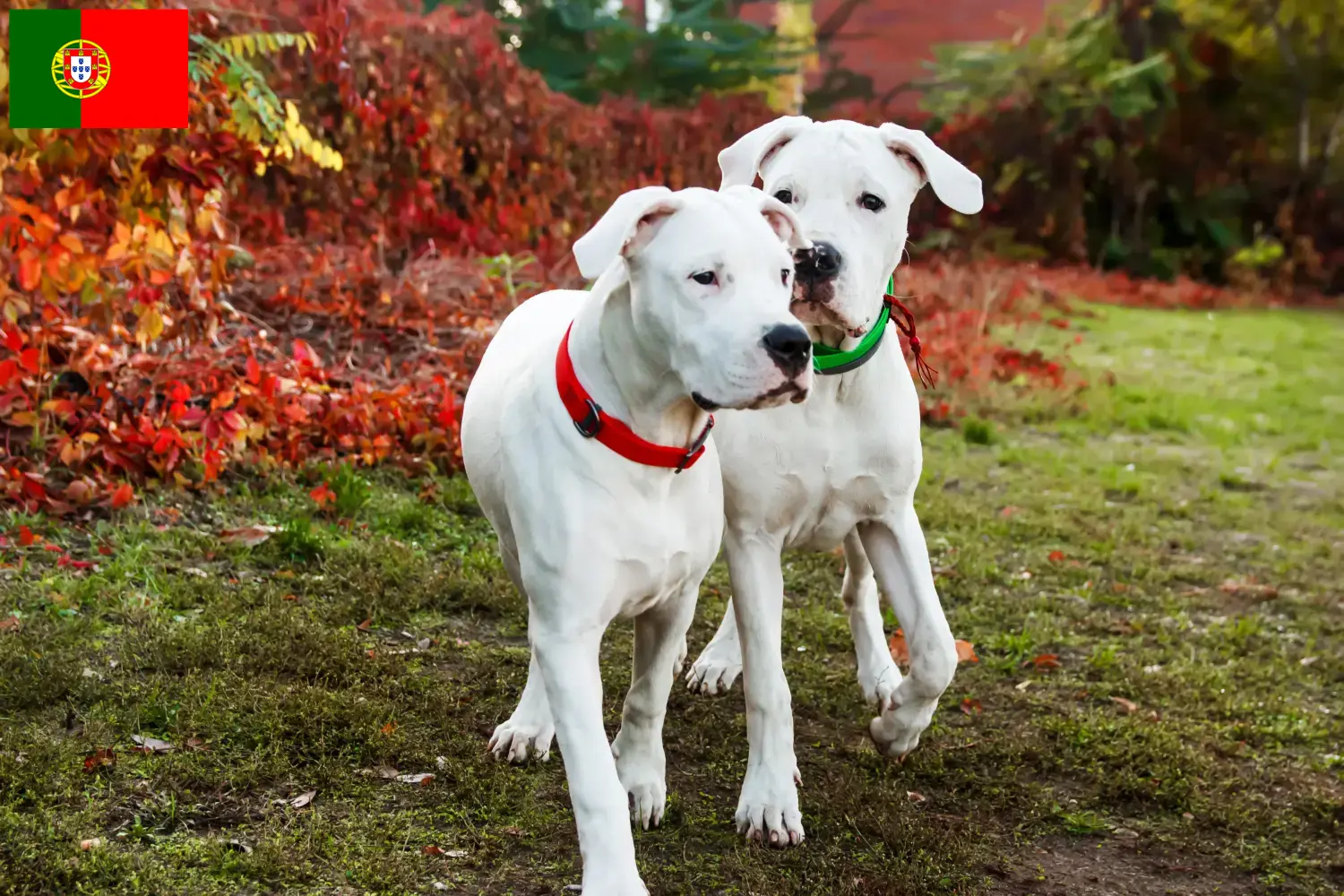 Dogo Argentino szczenięta i hodowcy Portugalia Znajdź hodowców Dogo Argentinos w Portugalia.