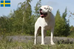 Read more about the article Hodowcy i szczenięta Dogo Argentino w Szwecja