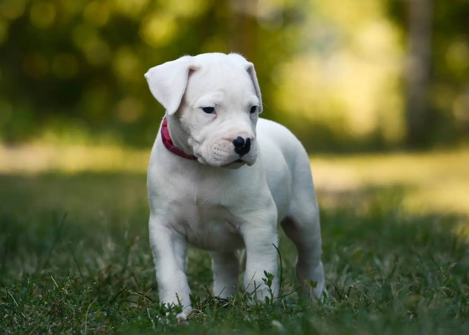Kupno szczeniaka Dogo Argentino oznacza wzięcie na siebie odpowiedzialności! Kup szczenięta Dogo Argentino.