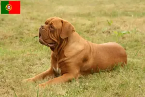 Read more about the article Hodowcy i szczenięta Dogue de Bordeaux w Portugalia