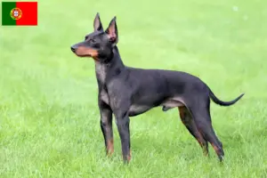 Read more about the article Hodowcy i szczenięta English Toy Terrier w Portugalia