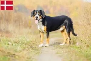 Read more about the article Hodowla psów górskich Entlebuch i szczenięta w Danii