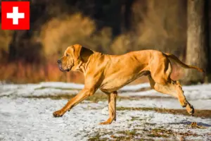 Read more about the article Fila Brasileiro hodowcy i szczenięta w Szwajcaria