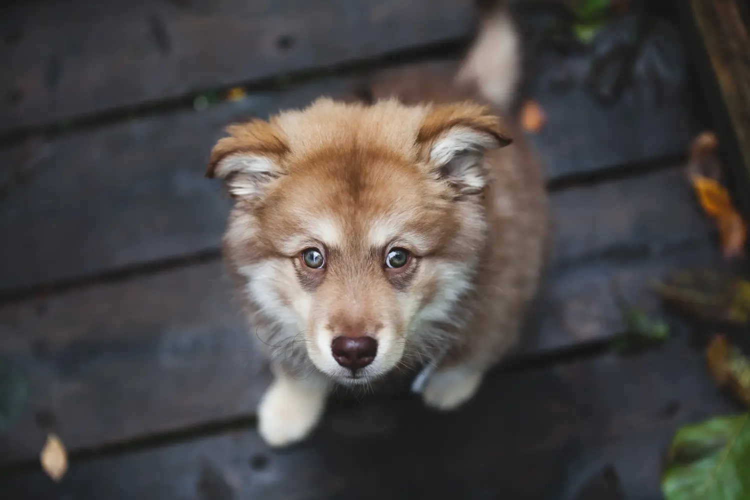 Kupno szczeniaka rasy lapphund fiński oznacza wzięcie na siebie odpowiedzialności! Kup fińskie szczenięta Lapphund.