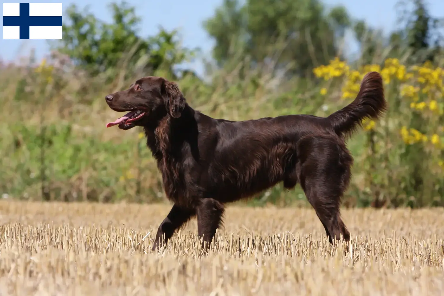 Read more about the article Hodowcy i szczenięta Flat Coated Retriever w Finlandia
