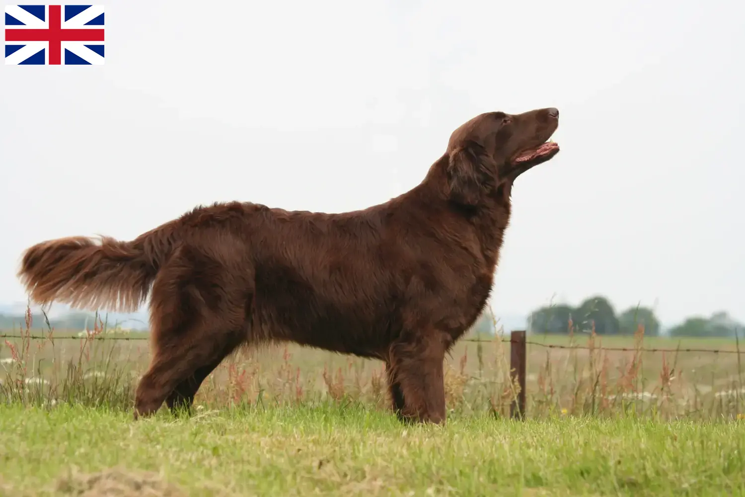 Read more about the article Hodowcy i szczenięta Flat Coated Retriever w Wielka Brytania