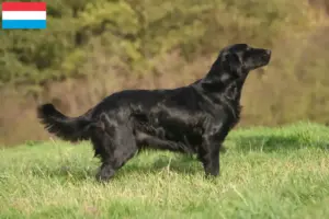 Read more about the article Hodowcy i szczenięta Flat Coated Retriever w Luksemburg