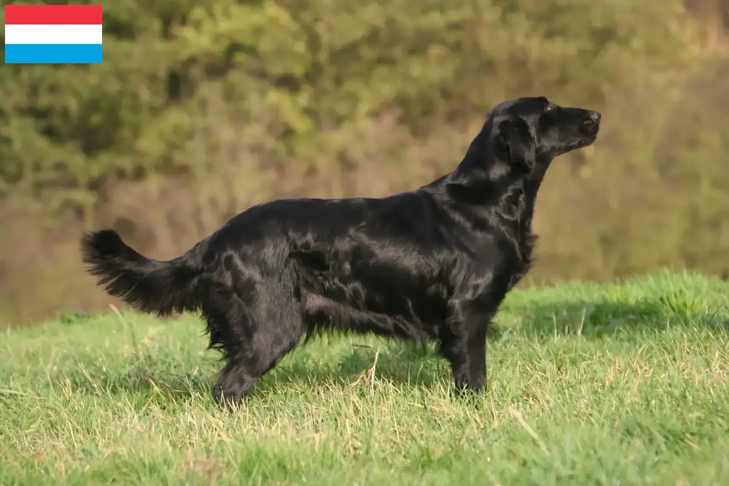 Read more about the article Hodowcy i szczenięta Flat Coated Retriever w Luksemburg