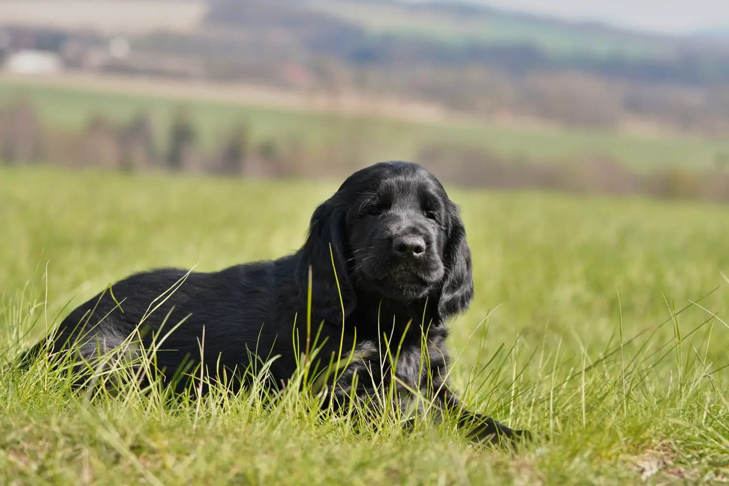 Zakup szczeniaka rasy Flat Coated Retriever oznacza wzięcie na siebie odpowiedzialności! Kup szczenięta rasy Flat Coated Retriever.