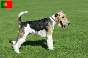 Read more about the article Hodowcy i szczenięta fox terrier w Portugalia