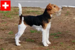 Read more about the article Hodowcy i szczenięta fox terrier w Szwajcaria