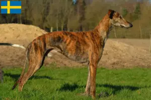 Read more about the article Galgo Espanol hodowcy i szczenięta w Szwecja