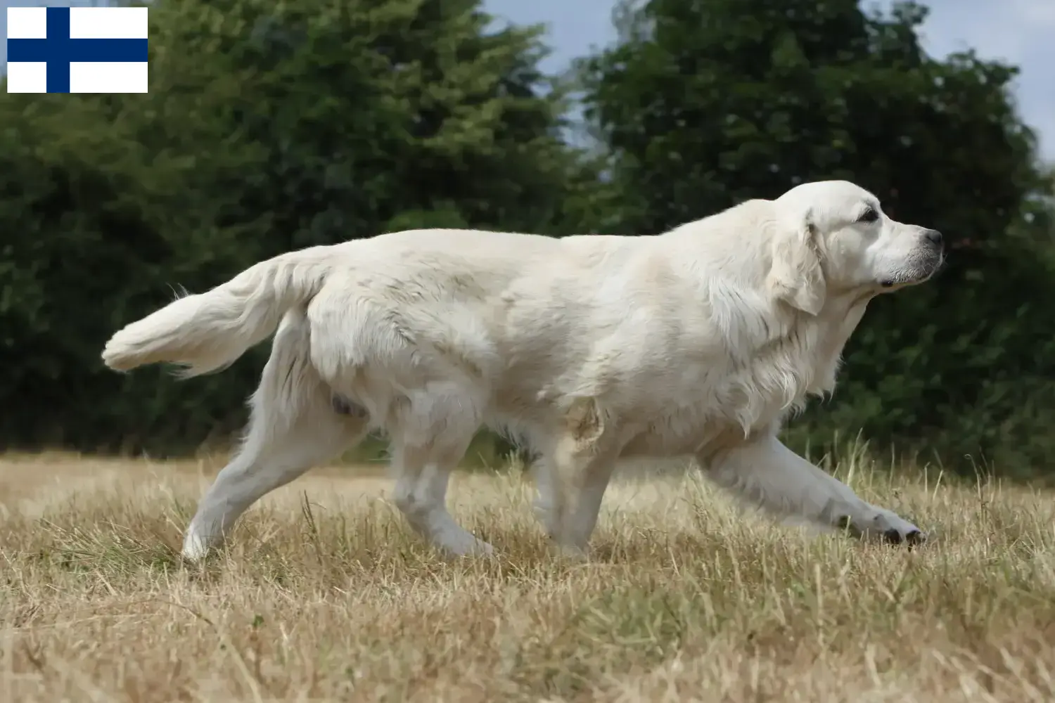 Read more about the article Hodowcy i szczenięta Golden Retriever w Finlandia