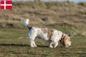 Read more about the article Grand Basset Griffon Vendéen hodowcy i szczenięta w Dania