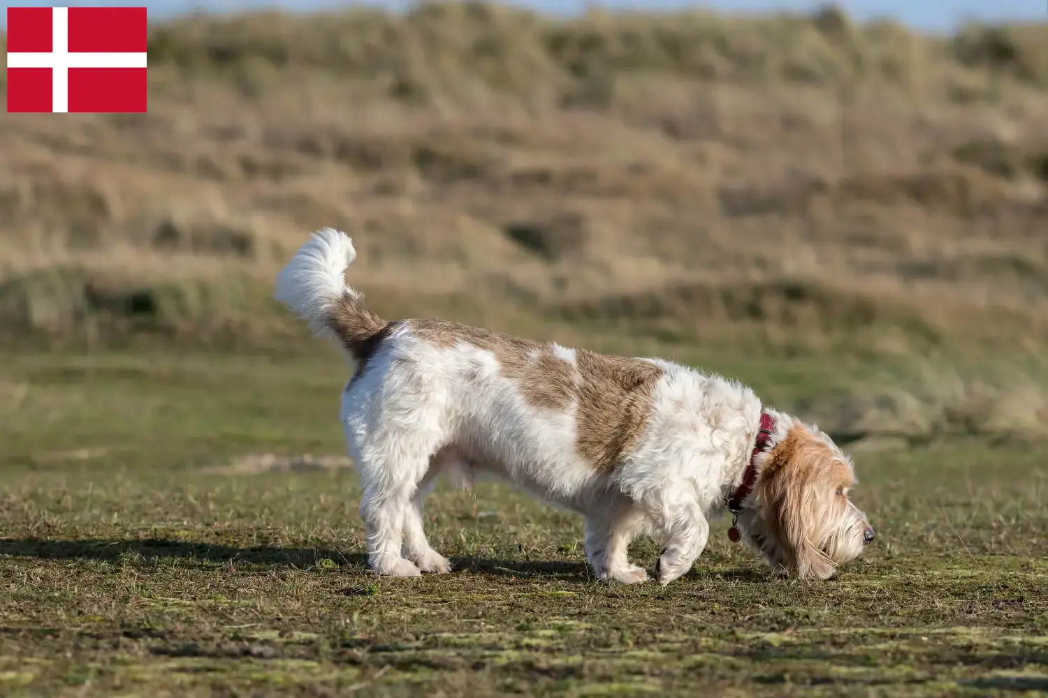 Grand Basset Griffon Vendéen szczenięta i hodowcy Dania Znajdź hodowców Grand Basset Griffon Vendéens w Dania.
