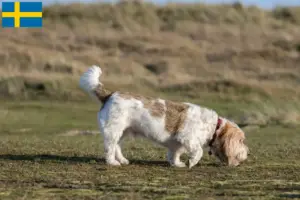Read more about the article Grand Basset Griffon Vendéen hodowcy i szczenięta w Szwecja