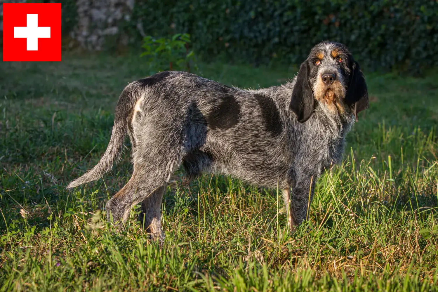 Read more about the article Hodowcy i szczenięta Griffon Bleu de Gascogne w Szwajcaria