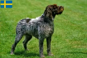 Read more about the article Griffon d’arrêt à poil dur Hodowca i szczenięta w Szwecji