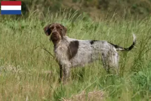 Read more about the article Griffon d’arrêt à poil dur Hodowcy i szczenięta w Holandii