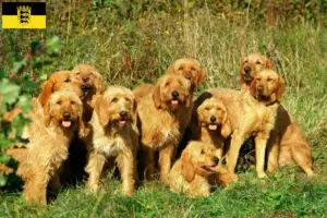 Read more about the article Hodowcy i szczenięta Griffon fauve de Bretagne w Badenia-Wirtembergia