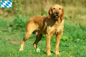 Read more about the article Hodowcy i szczenięta Griffon fauve de Bretagne w Bawaria