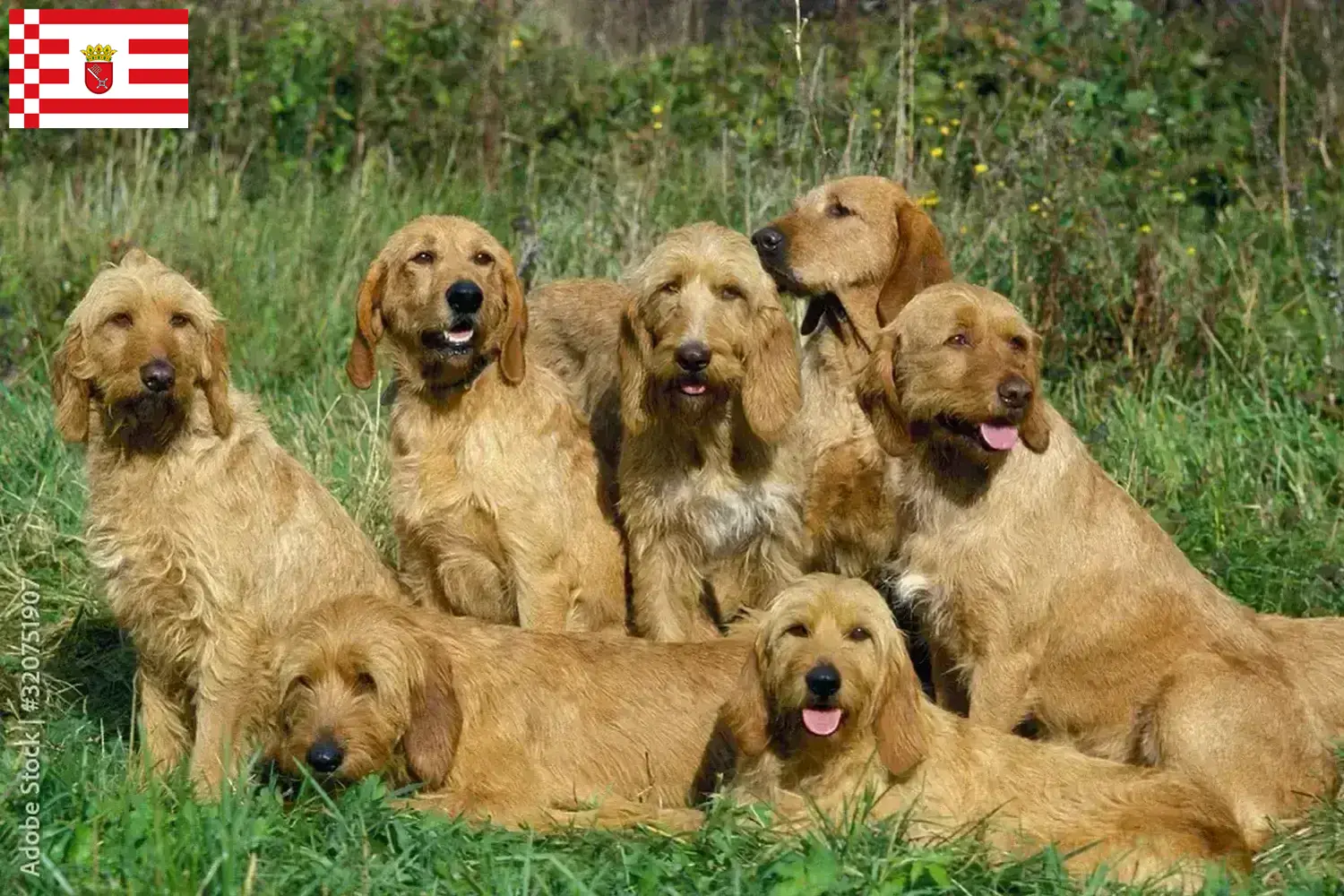 Griffon Fauve de Bretagne szczenięta i hodowcy Brema Znajdź hodowców Griffon fauve de Bretagnes w Brema tutaj.