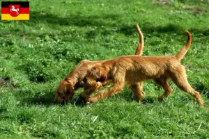 Read more about the article Hodowcy i szczenięta Griffon fauve de Bretagne w Dolna Saksonia