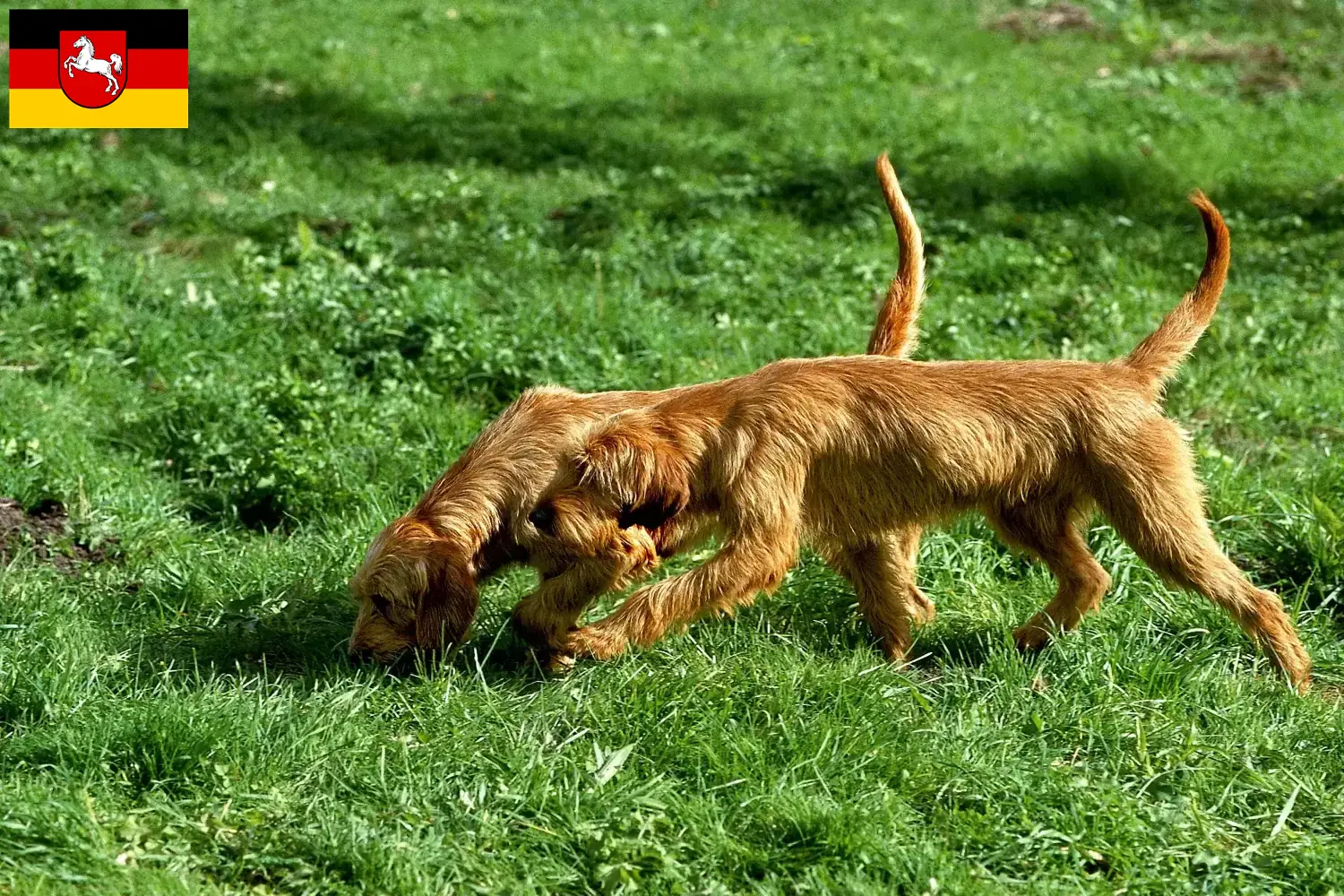 Griffon Fauve de Bretagne szczenięta i hodowcy Dolna Saksonia Znajdź hodowców Griffon fauve de Bretagnes w Dolna Saksonia tutaj.