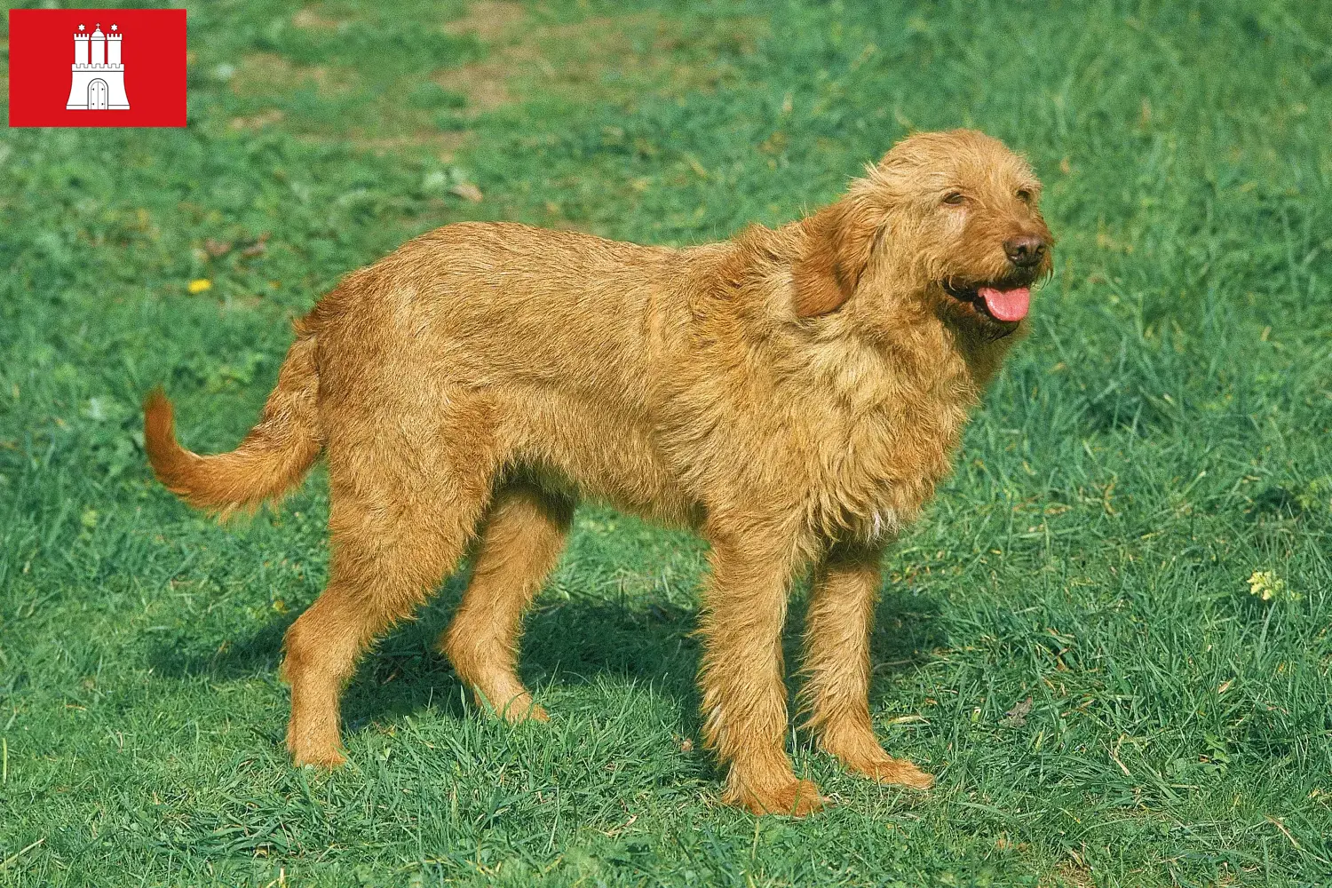 Griffon Fauve de Bretagne szczenięta i hodowcy Hamburg Znajdź hodowców Griffon fauve de bretagnes w Hamburg tutaj.