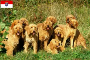 Read more about the article Hodowcy i szczenięta Griffon fauve de Bretagne w Hesja