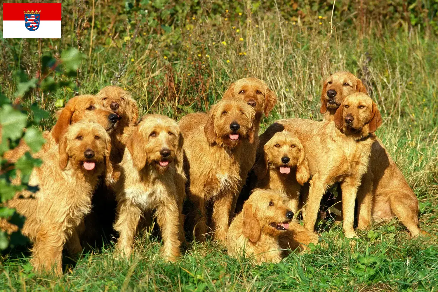 Griffon Fauve de Bretagne szczenięta i hodowcy Hesja Znajdź hodowców Griffon fauve de Bretagnes w Hesja tutaj.