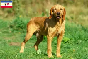 Read more about the article Hodowcy i szczenięta Griffon fauve de Bretagne w Meklemburgia-Pomorze Przednie