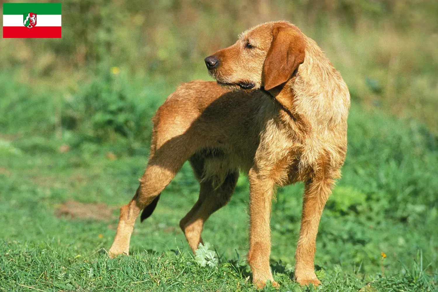 Read more about the article Hodowcy i szczenięta Griffon fauve de Bretagne w Nadrenia Północna-Westfalia