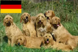 Read more about the article Hodowcy i szczenięta Griffon fauve de bretagne w Niemcy