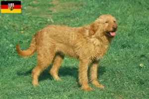 Read more about the article Hodowcy i szczenięta Griffon fauve de Bretagne w Kraj Saary