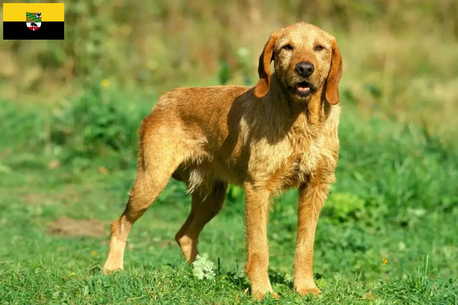 Read more about the article Hodowcy i szczenięta Griffon fauve de Bretagne w Saksonia-Anhalt