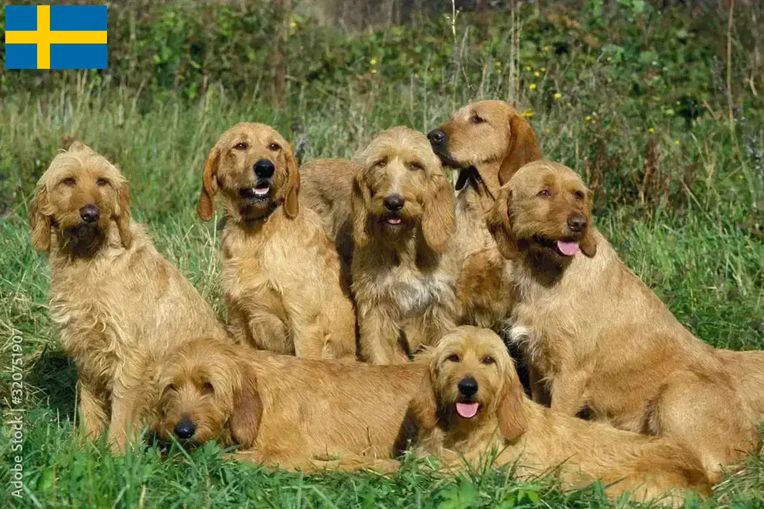 Griffon Fauve de Bretagne szczenięta i hodowcy Szwecja Znajdź hodowców Griffon fauve de bretagnes w Szwecja tutaj.