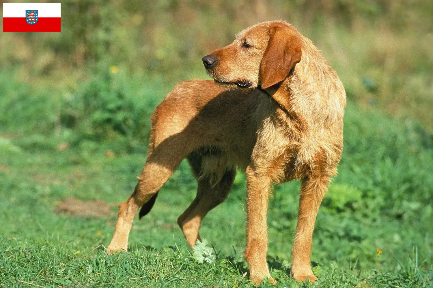 Read more about the article Hodowcy i szczenięta Griffon fauve de Bretagne w Turyngia