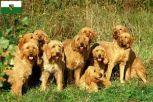 Read more about the article Hodowcy i szczenięta Griffon fauve de Bretagne w Saksonia