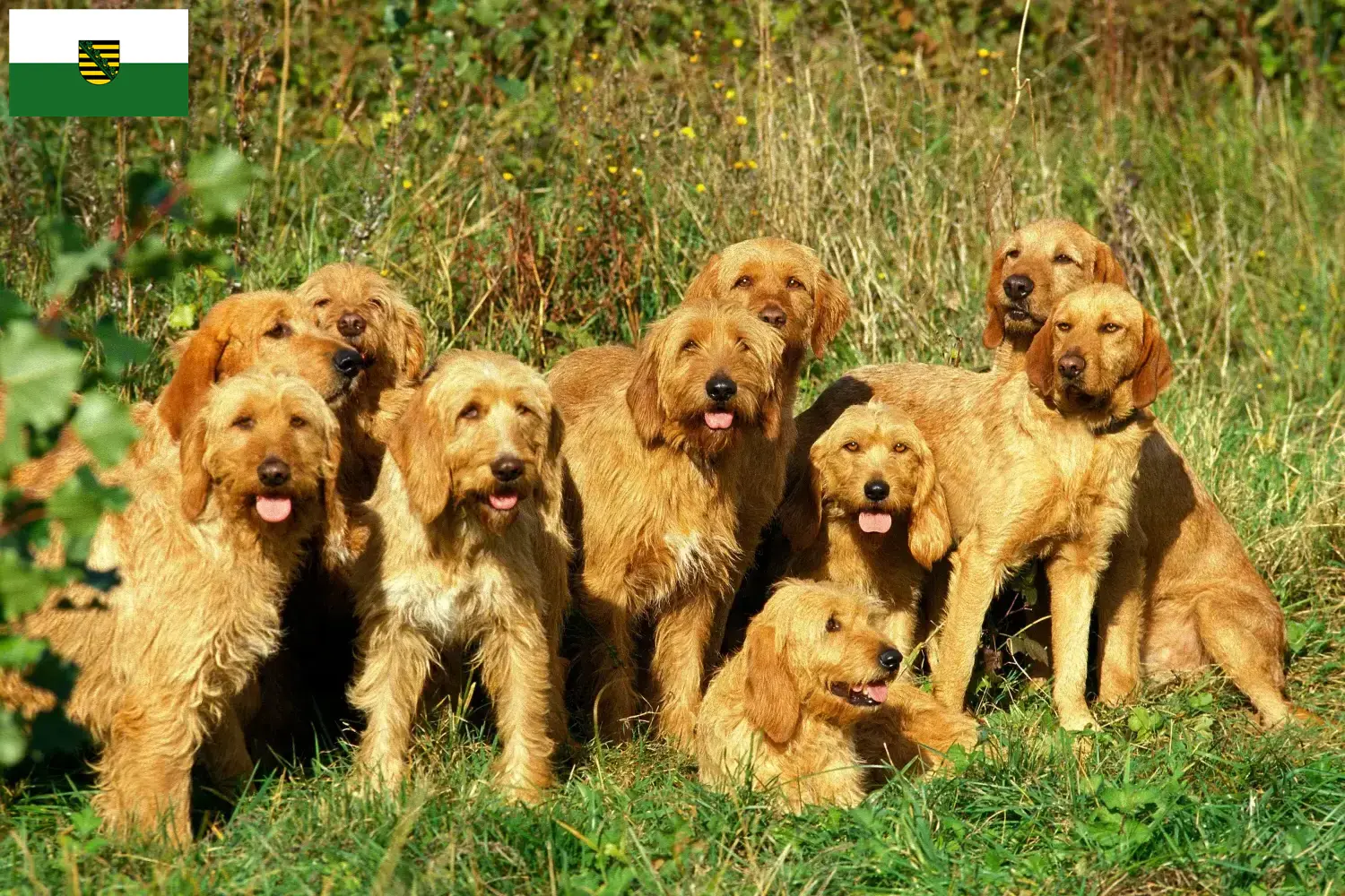 Griffon Fauve de Bretagne szczenięta i hodowcy Saksonia Znajdź hodowców Griffon fauve de Bretagnes w Saksonia tutaj.